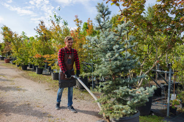 Tree Branch Trimming in Enetai, WA